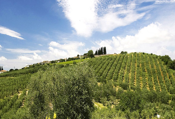 The Magic of Great Tuscan Olive Oil