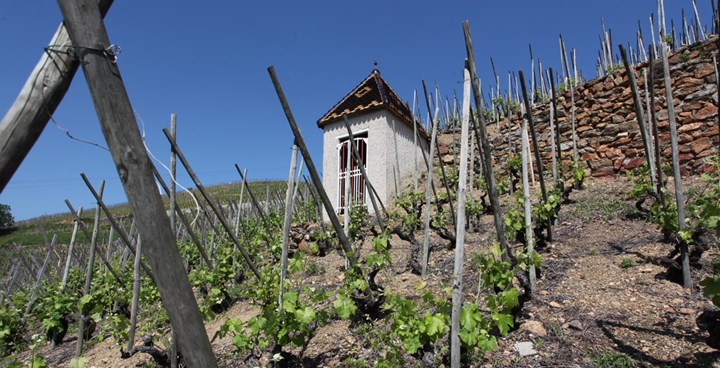 The Rostaing pavillon in the domaine's Côte Blonde holding